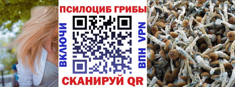 darknet состав  Находка  Галлюциногенные грибы Psilocybe 